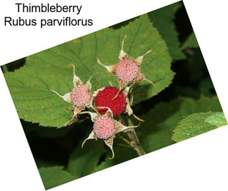 Thimbleberry Rubus parviflorus