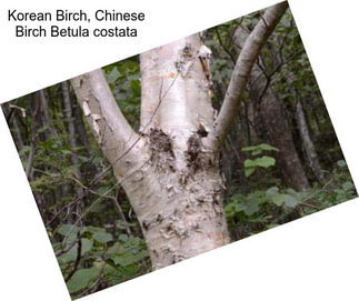 Korean Birch, Chinese Birch Betula costata