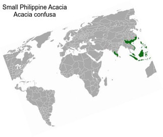 Small Philippine Acacia Acacia confusa