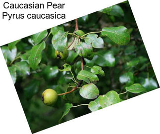 Caucasian Pear Pyrus caucasica