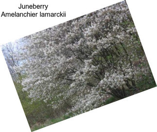 Juneberry Amelanchier lamarckii