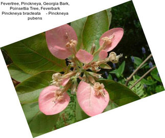 Fevertree, Pinckneya, Georgia Bark, Poinsettia Tree, Feverbark Pinckneya bracteata     - Pinckneya pubens