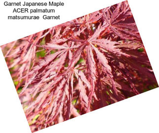 Garnet Japanese Maple ACER palmatum matsumurae  Garnet