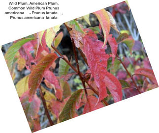 Wild Plum, American Plum, Common Wild Plum Prunus americana     - Prunus lanata    , Prunus americana  lanata