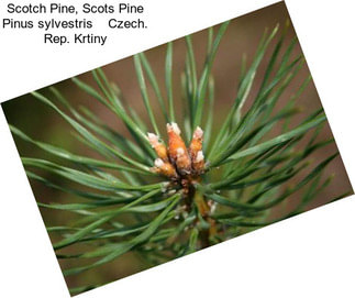 Scotch Pine, Scots Pine Pinus sylvestris    Czech. Rep. Krtiny