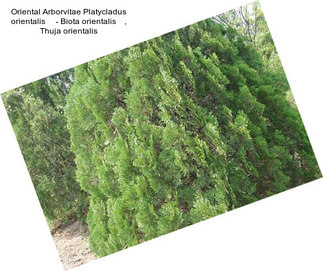 Oriental Arborvitae Platycladus orientalis     - Biota orientalis    , Thuja orientalis