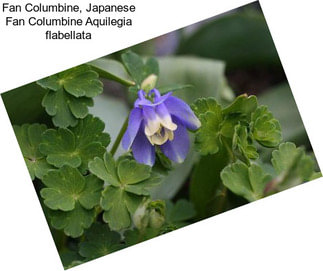 Fan Columbine, Japanese Fan Columbine Aquilegia flabellata