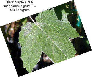 Black Maple ACER saccharum nigrum    - ACER nigrum
