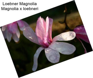 Loebner Magnolia Magnolia x loebneri