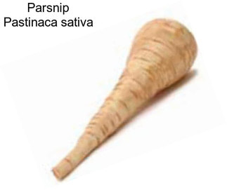 Parsnip Pastinaca sativa