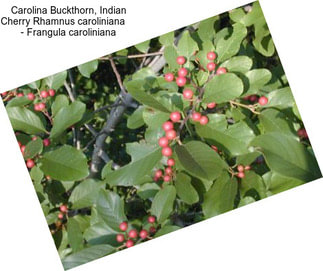 Carolina Buckthorn, Indian Cherry Rhamnus caroliniana     - Frangula caroliniana