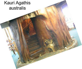Kauri Agathis australis