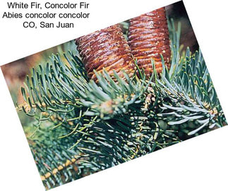 White Fir, Concolor Fir Abies concolor concolor   CO, San Juan