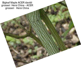 Bigleaf Maple ACER davidii grosseri  Hersi China - ACER grosseri   Hersi China