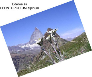 Edelweiss LEONTOPODIUM alpinum