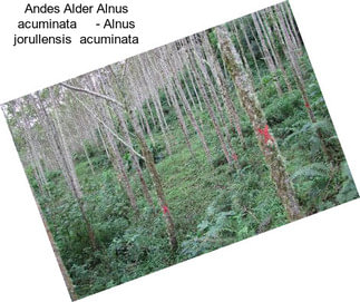 Andes Alder Alnus acuminata     - Alnus jorullensis  acuminata