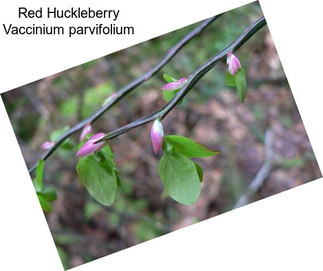 Red Huckleberry Vaccinium parvifolium
