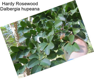 Hardy Rosewood Dalbergia hupeana