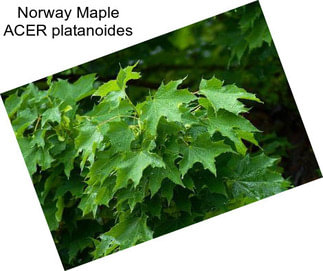 Norway Maple ACER platanoides