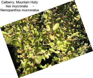 Catberry, Mountain Holly Ilex mucronata     - Nemopanthus mucronatus