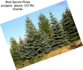 Blue Spruce Picea pungens  glauca  CO Rio Grande