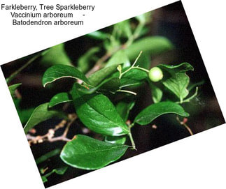 Farkleberry, Tree Sparkleberry Vaccinium arboreum     - Batodendron arboreum