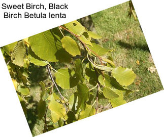 Sweet Birch, Black Birch Betula lenta