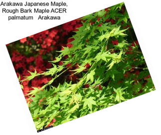 Arakawa Japanese Maple, Rough Bark Maple ACER palmatum   Arakawa