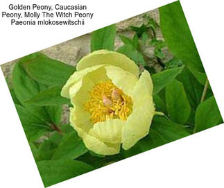 Golden Peony, Caucasian Peony, Molly The Witch Peony Paeonia mlokosewitschii