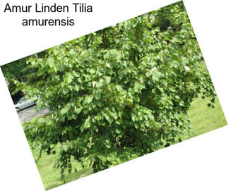 Amur Linden Tilia amurensis