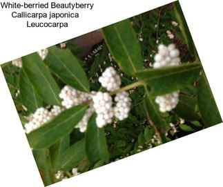 White-berried Beautyberry Callicarpa japonica   Leucocarpa