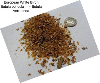 European White Birch Betula pendula     - Betula verrucosa