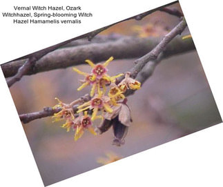 Vernal Witch Hazel, Ozark Witchhazel, Spring-blooming Witch Hazel Hamamelis vernalis