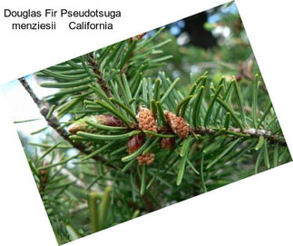 Douglas Fir Pseudotsuga menziesii    California