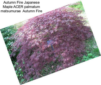 Autumn Fire Japanese Maple ACER palmatum matsumurae  Autumn Fire