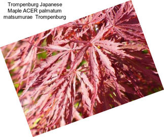 Trompenburg Japanese Maple ACER palmatum matsumurae  Trompenburg