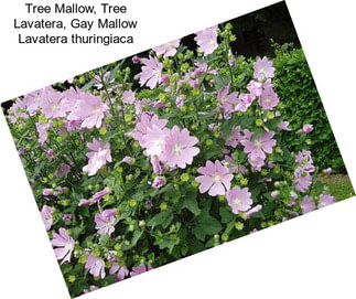 Tree Mallow, Tree Lavatera, Gay Mallow Lavatera thuringiaca