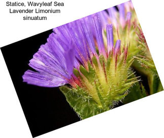 Statice, Wavyleaf Sea Lavender Limonium sinuatum