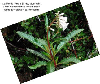 California Yerba Santa, Mountain Balm, Consumptive Weed, Bear Weed Eriodictyon californicum