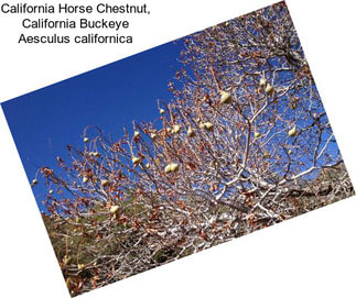 California Horse Chestnut, California Buckeye Aesculus californica