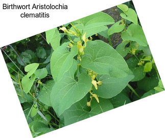 Birthwort Aristolochia clematitis