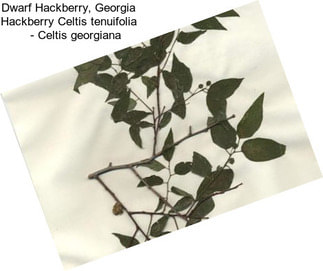 Dwarf Hackberry, Georgia Hackberry Celtis tenuifolia     - Celtis georgiana
