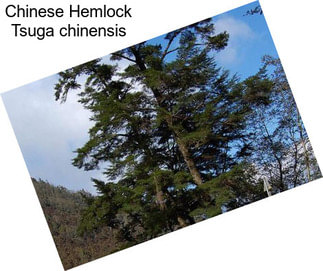 Chinese Hemlock Tsuga chinensis