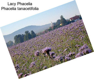 Lacy Phacelia Phacelia tanacetifolia