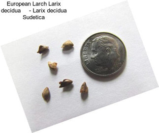 European Larch Larix decidua     - Larix decidua Sudetica
