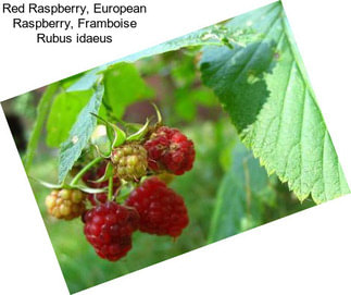 Red Raspberry, European Raspberry, Framboise Rubus idaeus