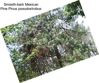 Smooth-bark Mexican Pine Pinus pseudostrobus