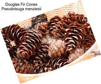 Douglas Fir Cones Pseudotsuga menziesii