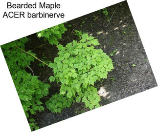 Bearded Maple ACER barbinerve