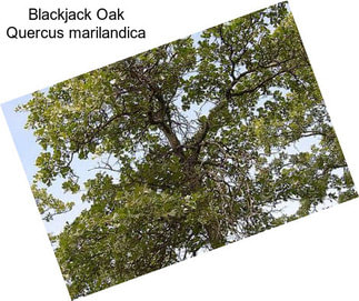 Blackjack Oak Quercus marilandica